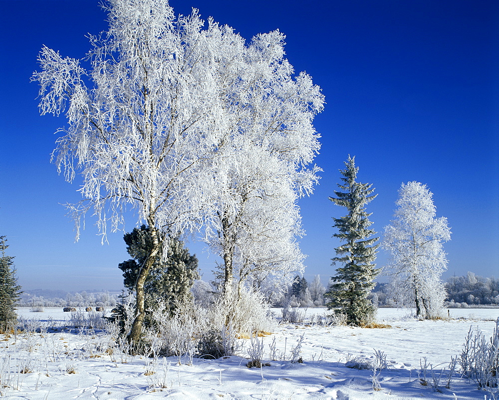 Winter time snow tree hoarfrost