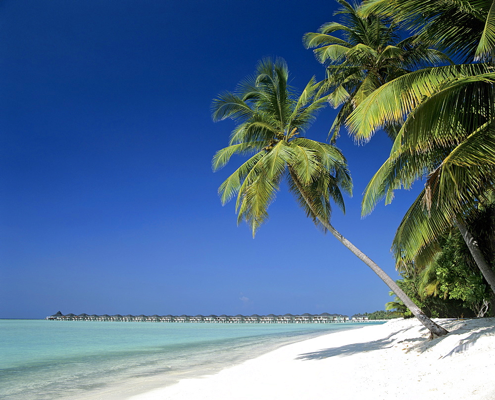 Water bungalows, palms, and beach, Sun Island, Ari Atoll, Maldives, Indian Ocean