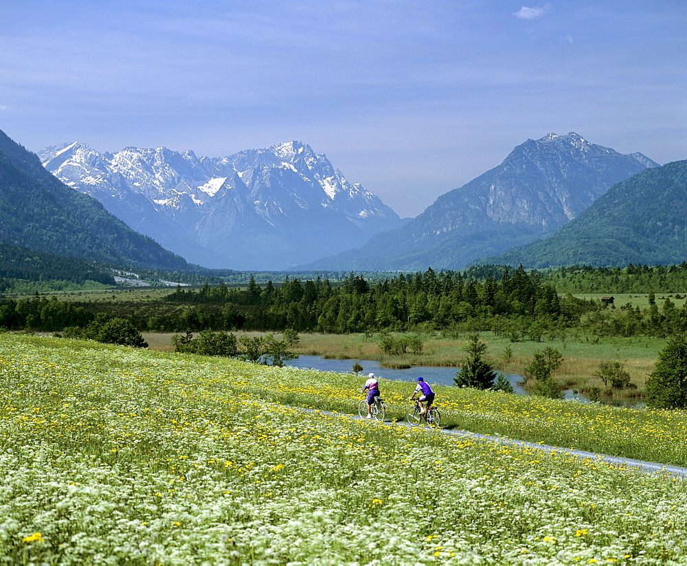 Cyclists in field lane, flower meadow in springtime, mountain landscape near Eschenlohe, Upper Bavaria, Bavaria, Germany, Europe