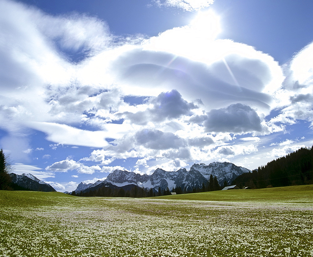 Crocus meadow in spring, Foehn (Chinook wind), near Gerold, Wetterstein Range, Upper Bavaria, Bavaria, Germany, Europe