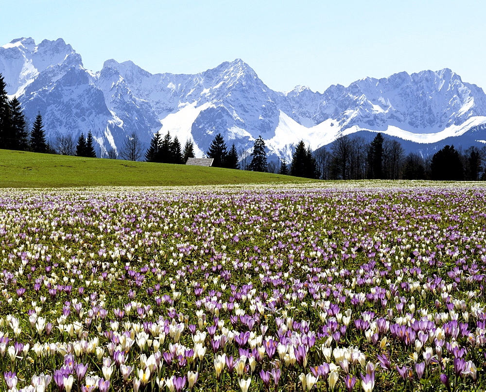 Crocus meadow near Gerold in spring, Karwendel mountain range, Upper Bavaria, Germany