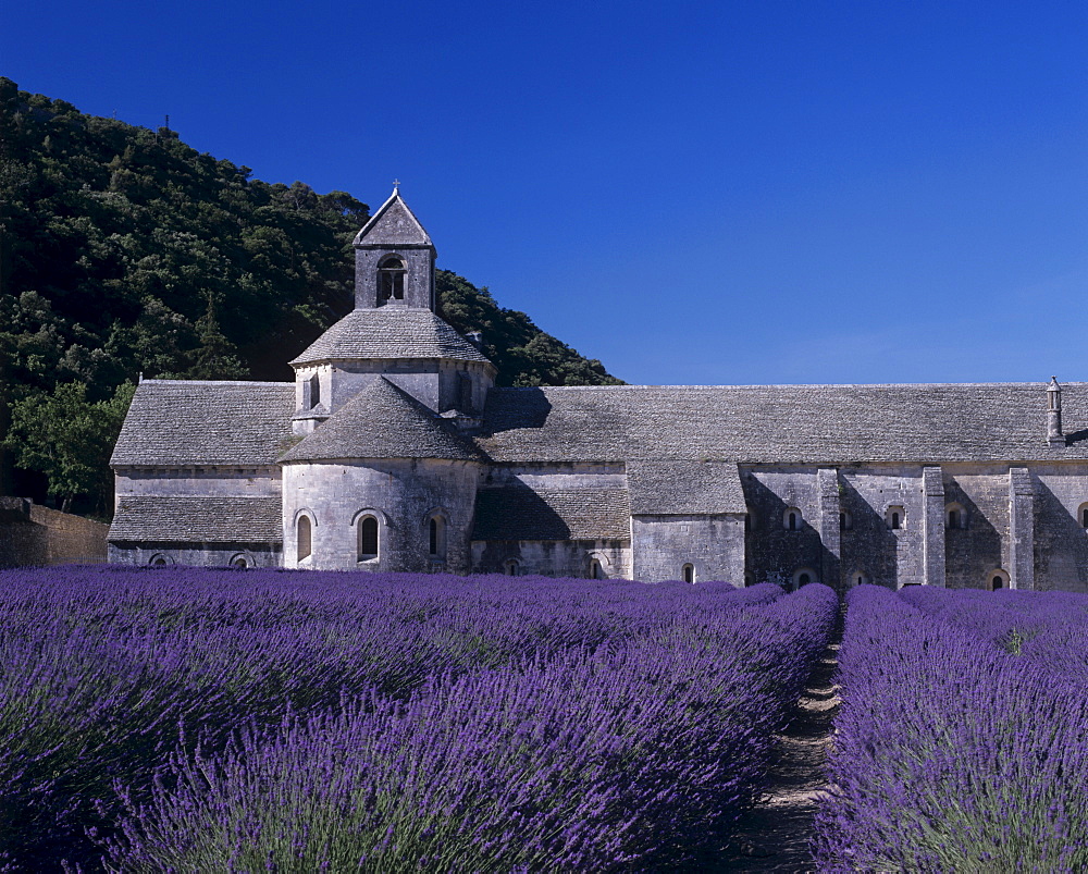 Lavender fields in front of Senanque abbey in Gordes, Provence, France