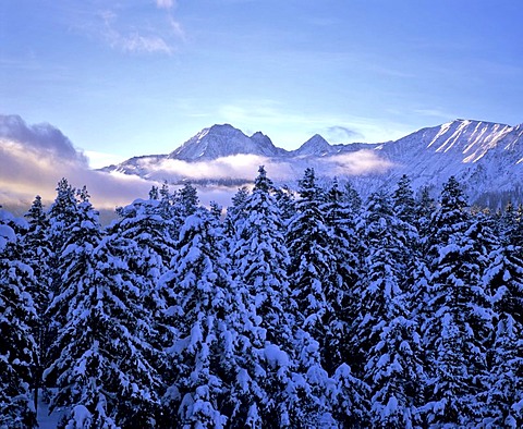 Rosskogel in the Stubai Alps, winter, forest, Tyrol, Austria