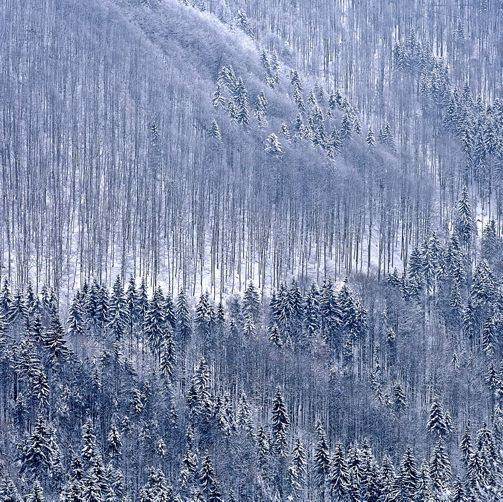 Mountain forest, firs (Picea abies) in winter