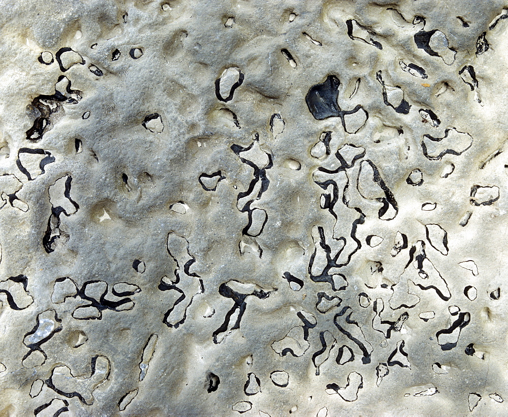 Black algae in rock
