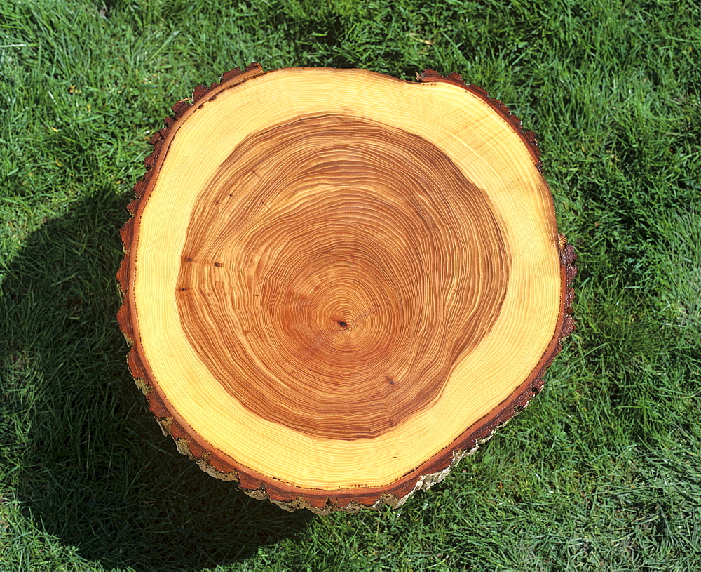 Tree trunk cross-section: tree rings