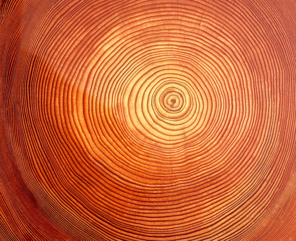 Larch (Larix) tree trunk cross-section: tree rings