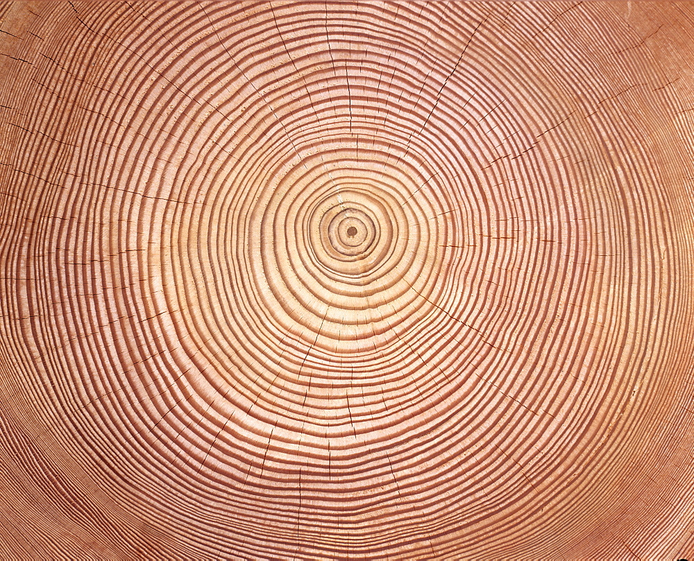 Larch (Larix) tree trunk cross-section: tree rings