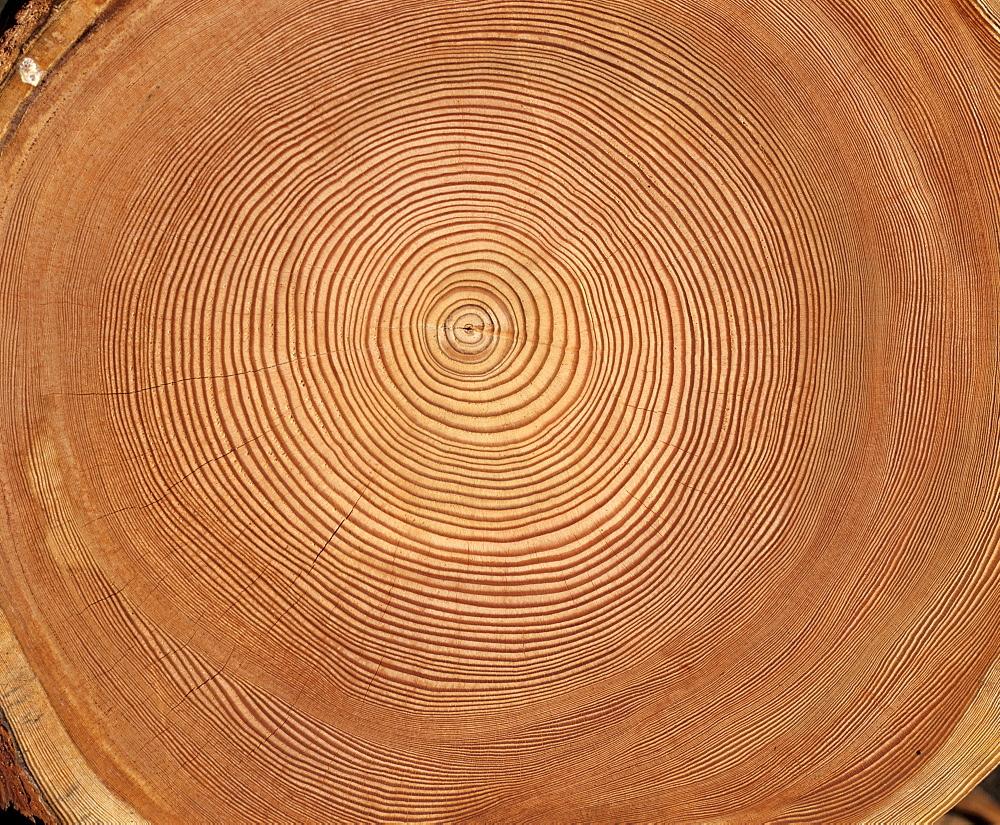 Larch (Larix) tree trunk cross-section: tree rings