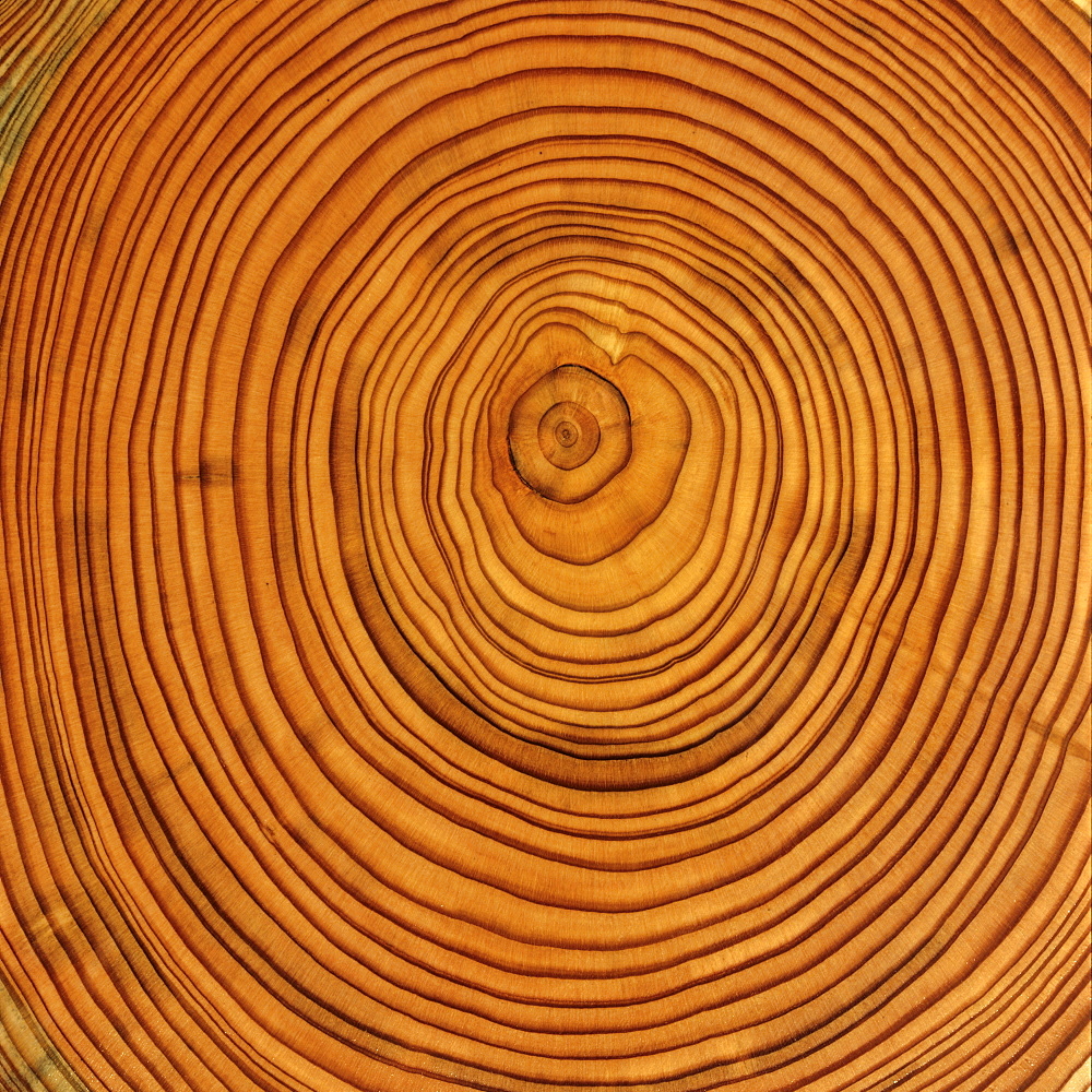 Larch (Larix) tree trunk cross-section: tree rings