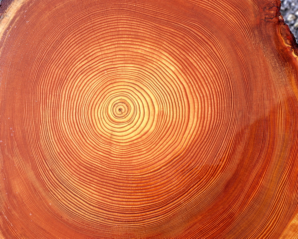 Larch (Larix) tree trunk cross-section: tree rings