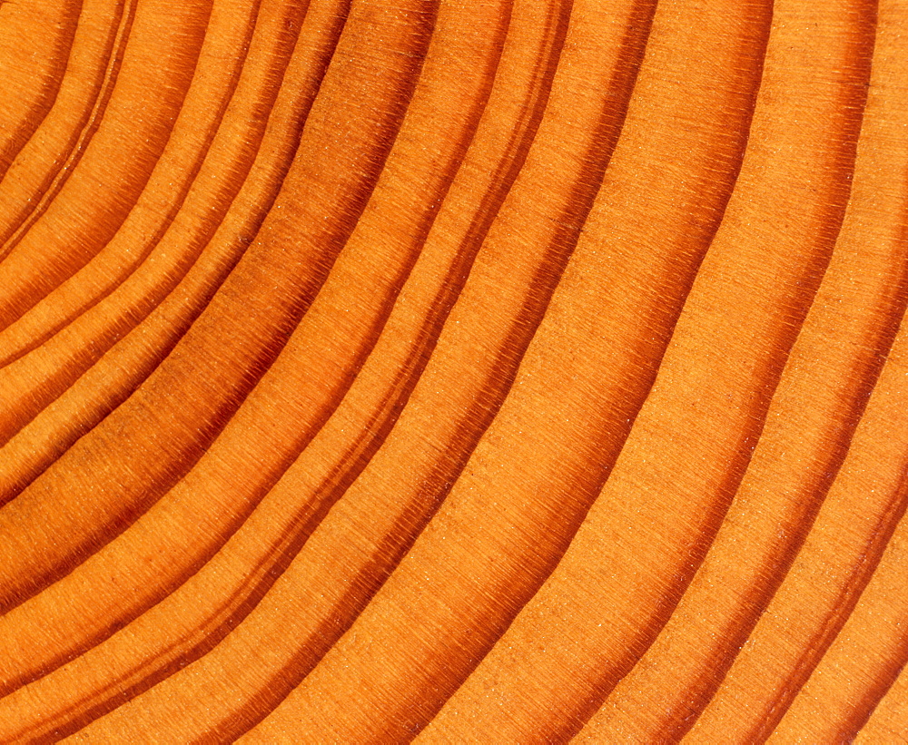 Tree trunk cross-section: tree rings