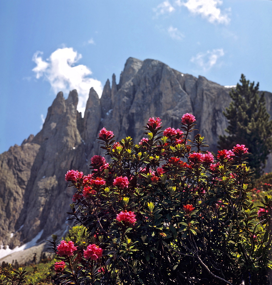 Alpine roses growing in front of Mt. Plattkofel, Langkofelgruppe Range, Dolomites, South Tirol, Italy, Europe