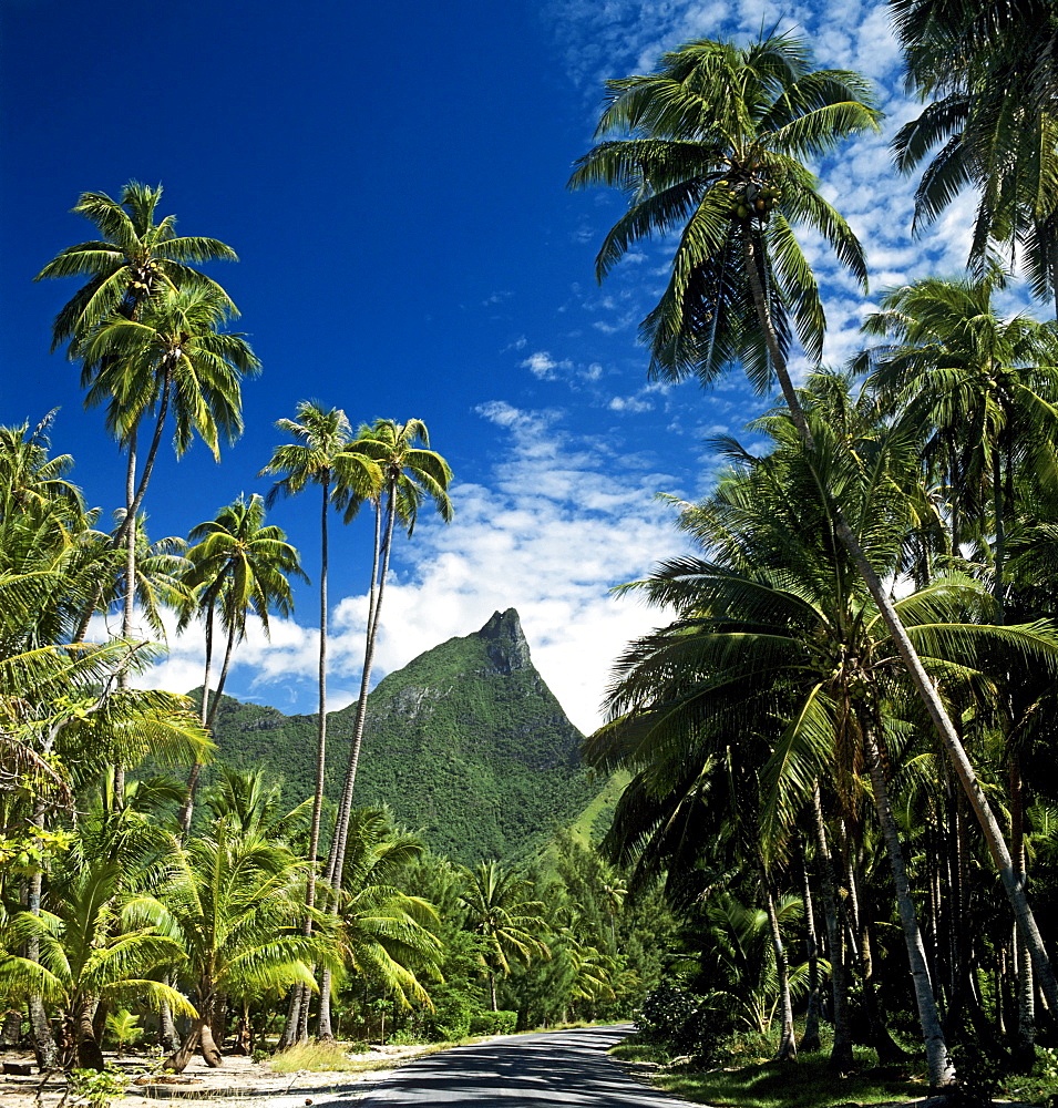 Palm trees, Moorea, Society Islands, French Polynesia, South Pacific, Oceania