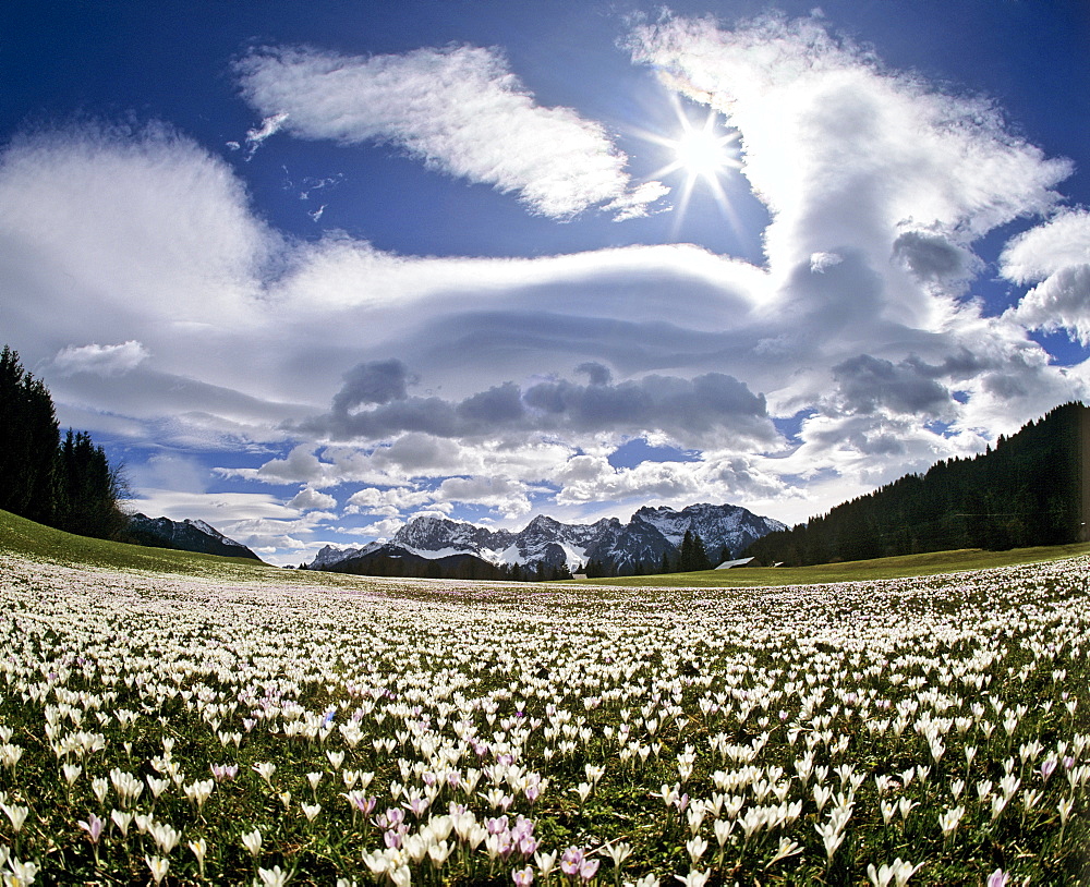 Meadow filled with crocuses (Crocus), foehn, lenticular clouds near Gerold, Wetterstein Range, Upper Bavaria, Bavaria, Germany