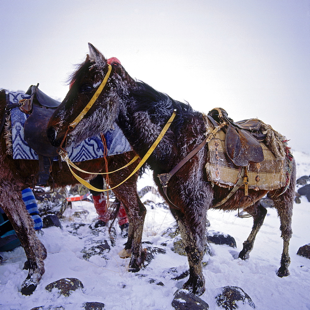 Load-animal, Anatolia, Turkey