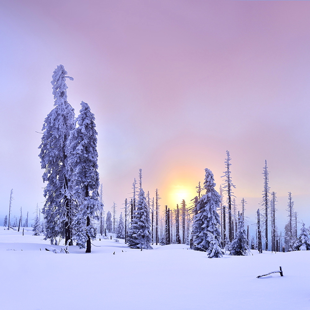 Sunset on the mountain Großer Rachel in winter, spruces covered with snow and spruces dead by bark beetle infestation, Bavarian Forest National Park, Bavaria, Germany, Europe