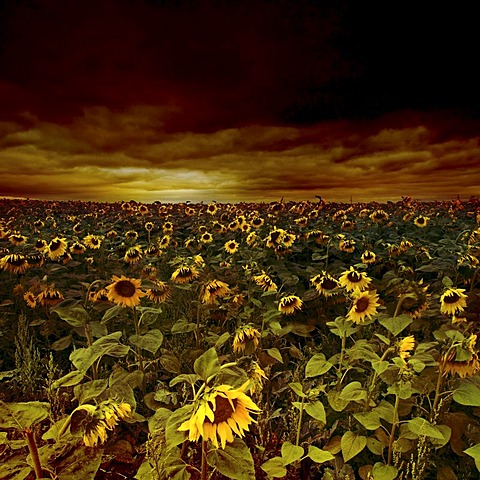 Sunflower field (Helianthus annuus), gloomy sky, Erfurt, Thuringia, Germany, Europe