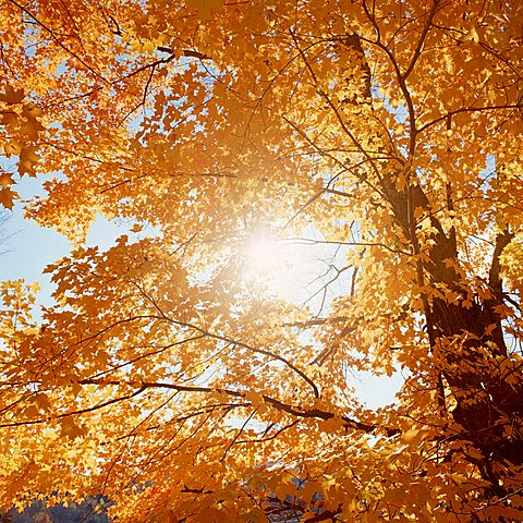 Golden Maple leaves (Acer) in Indian summer, New England, USA