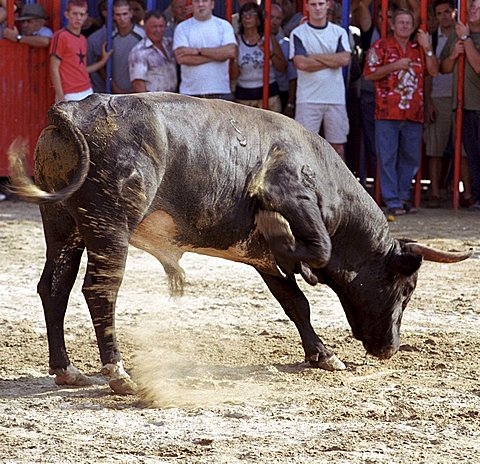 Bull during the running of the bulls in Peniscola, Spain, Europe