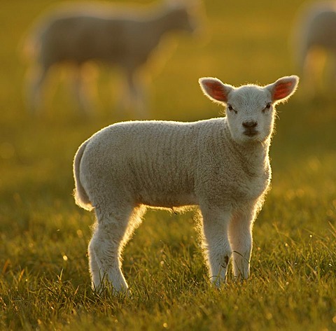 Texel sheep (Ovis Aries), lamb