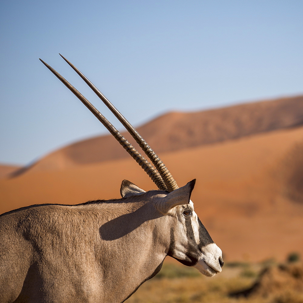 Gemsbok (Oryx gazella) at Sossusvlei dunes, Namib Naukluft, Namibia, Africa