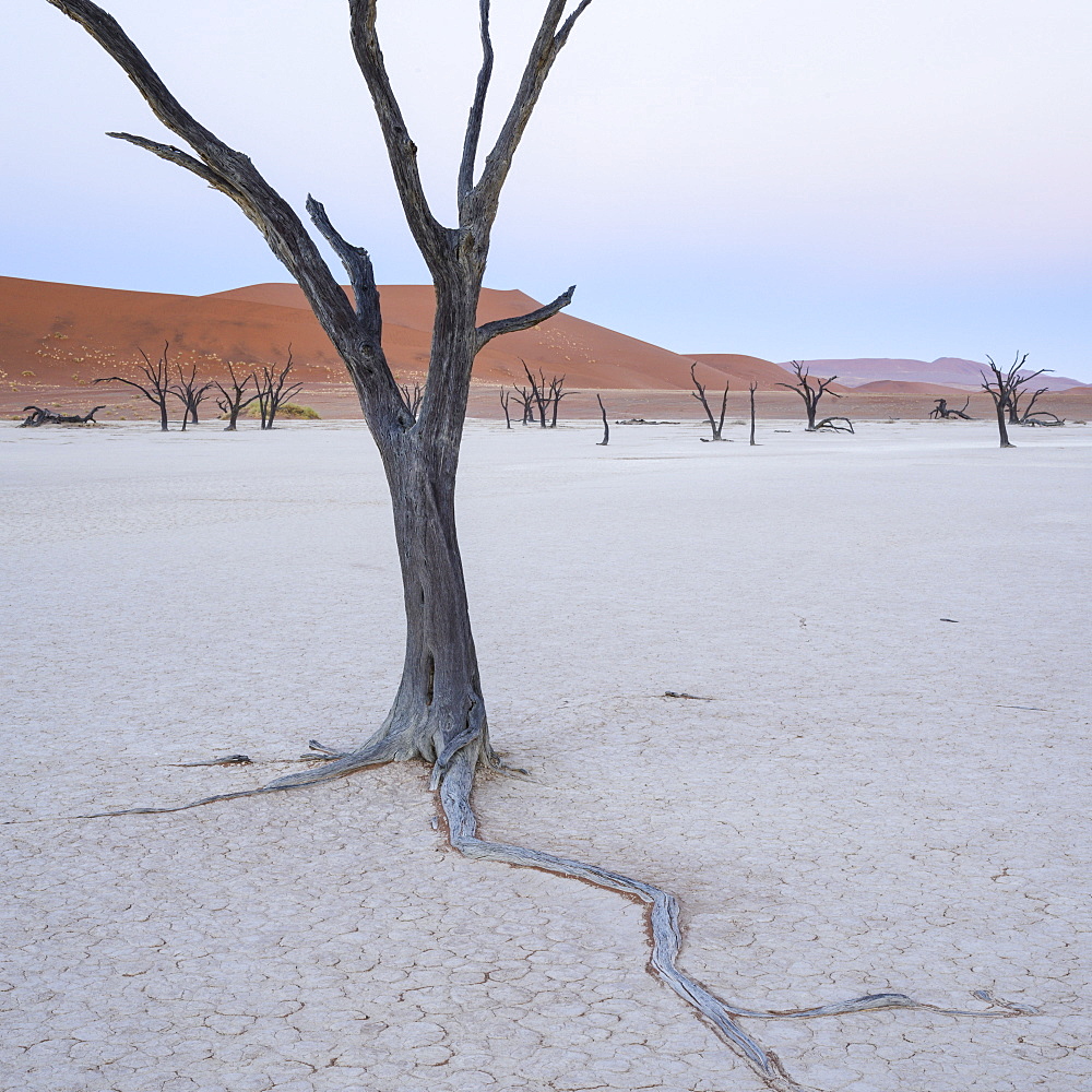 The gentle light of dawn on the Camelthorn trees of Deadvlei,  Namib Naukluft, Namibia, Africa