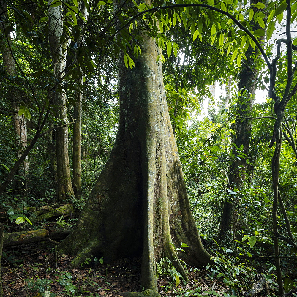 Kapok Tree, Ceiba Pentandra, in Rainforest of Kakum National Park, Ghana, Africa