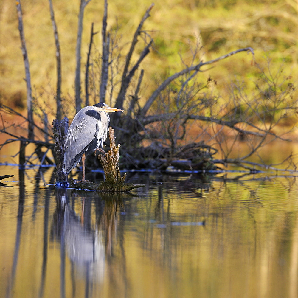 Grey Heron on a stump at Alder lakeside -France 