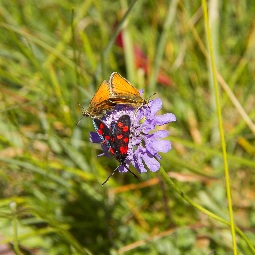 Butterfly on flower, Grande SassiÃ¨re Vanoise Alps France 