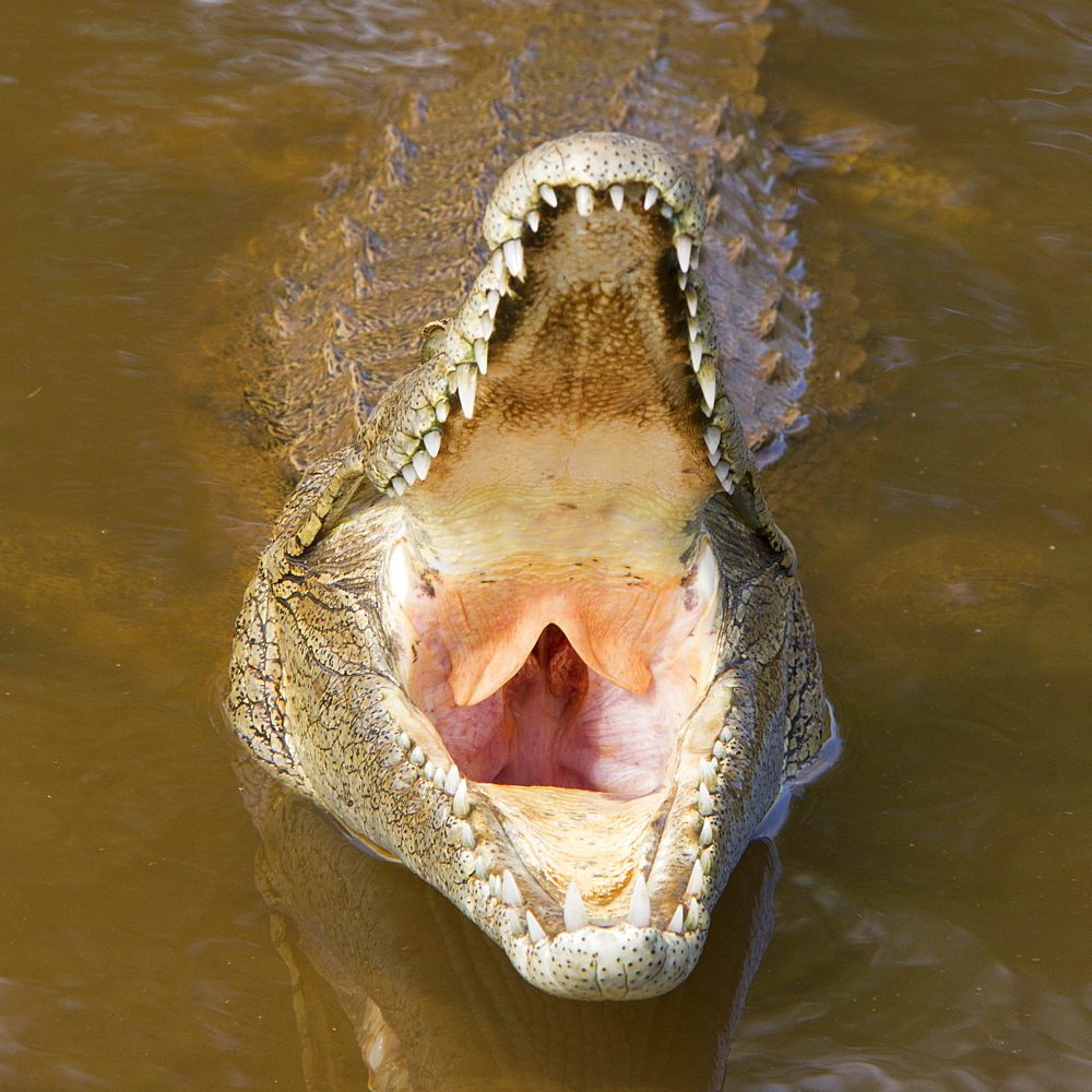 Nile Crocodile yawning in water, Kruger South Africa 