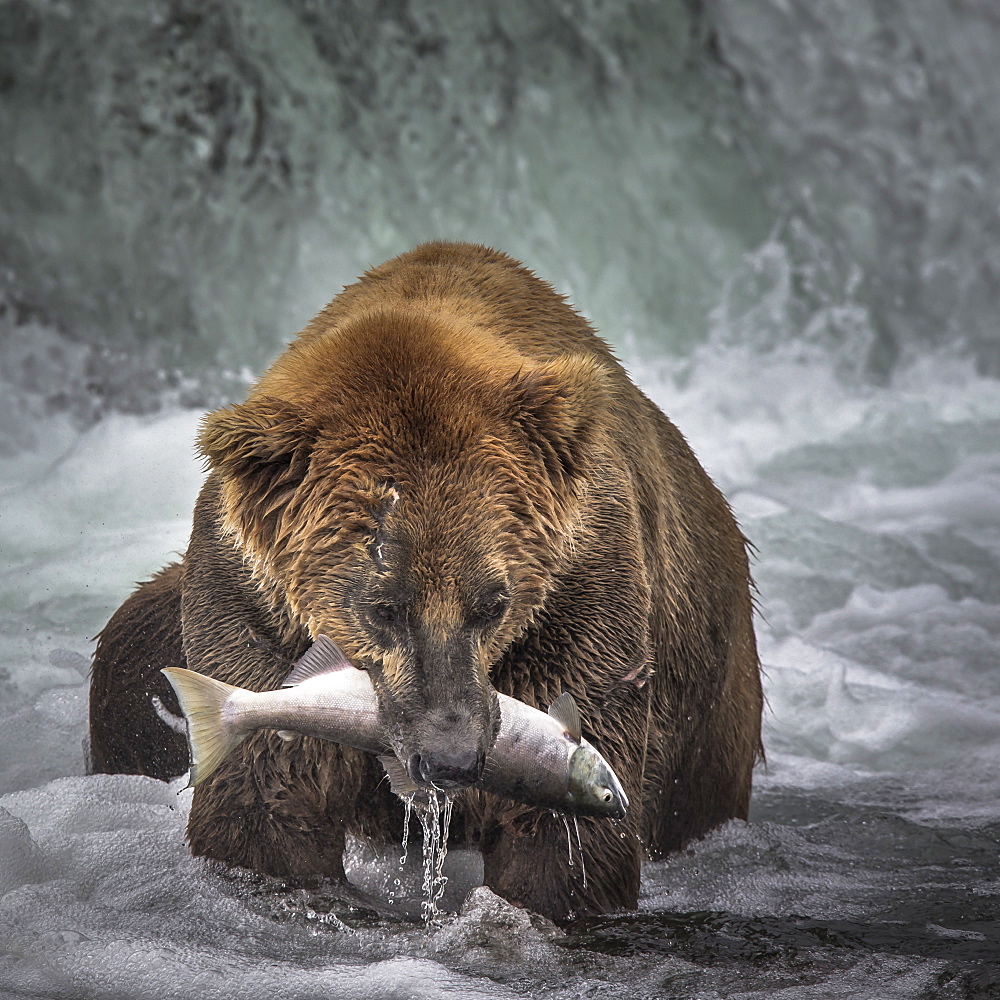 Grizzly catching Salmon in a waterfall, Katmai Alaska USA