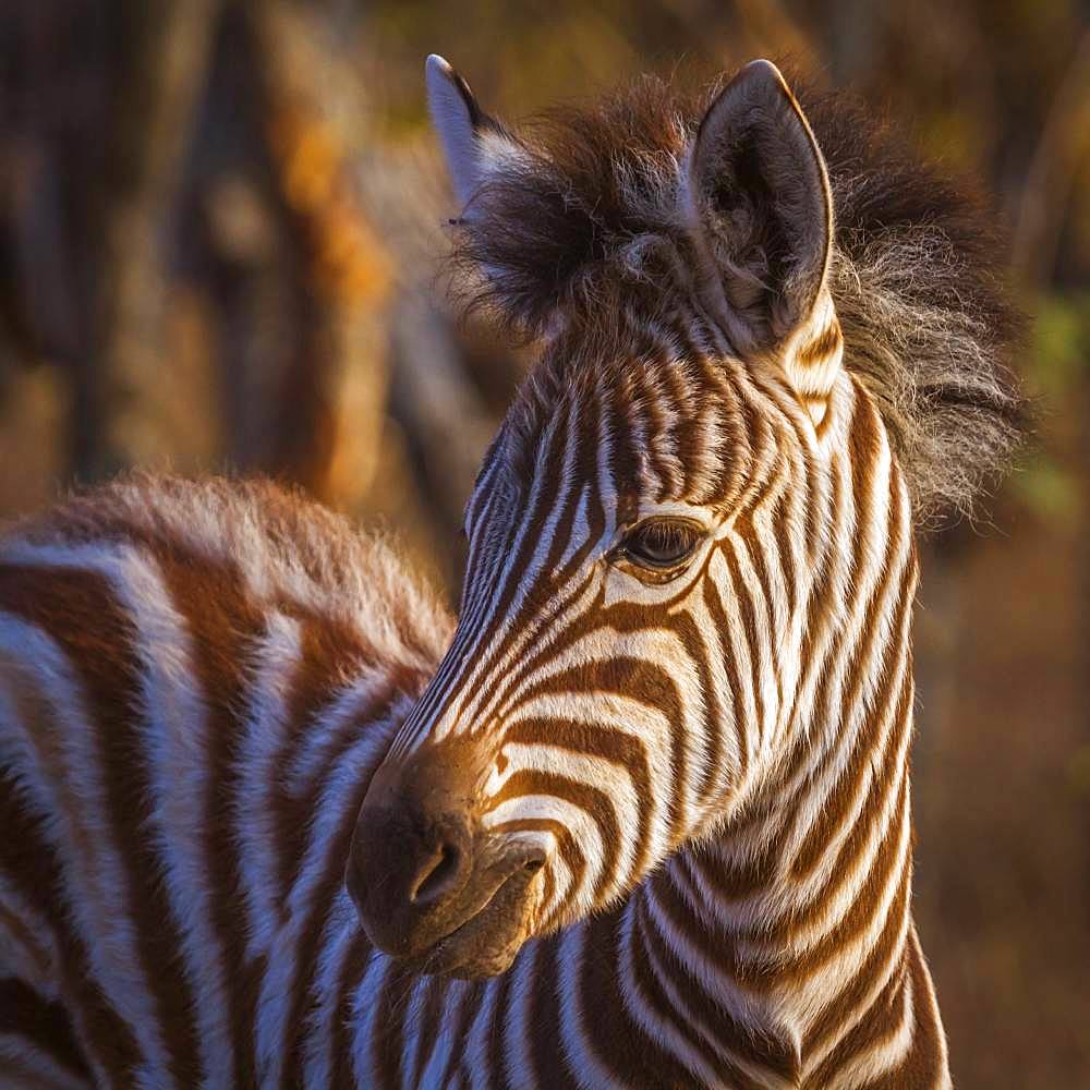 Plains zebra (Equus quagga burchellii), Kruger National park, South Africa