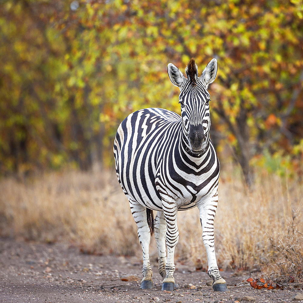 Plains zebra (Equus quagga burchellii) standing in fall color foliage background in Kruger National park, South Africa