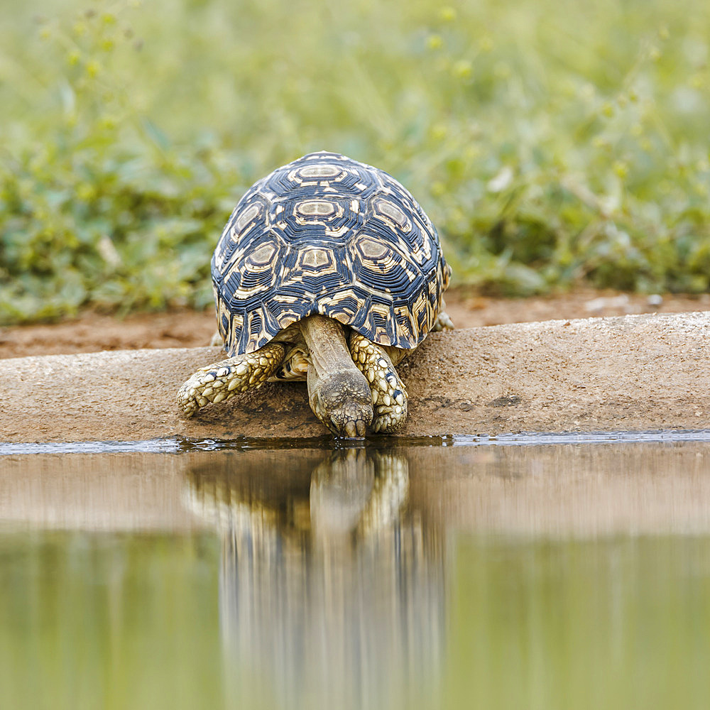 Leopard tortoise (Stigmochelys pardalis) drinking front view in waterhole in Kruger national park, South Africa