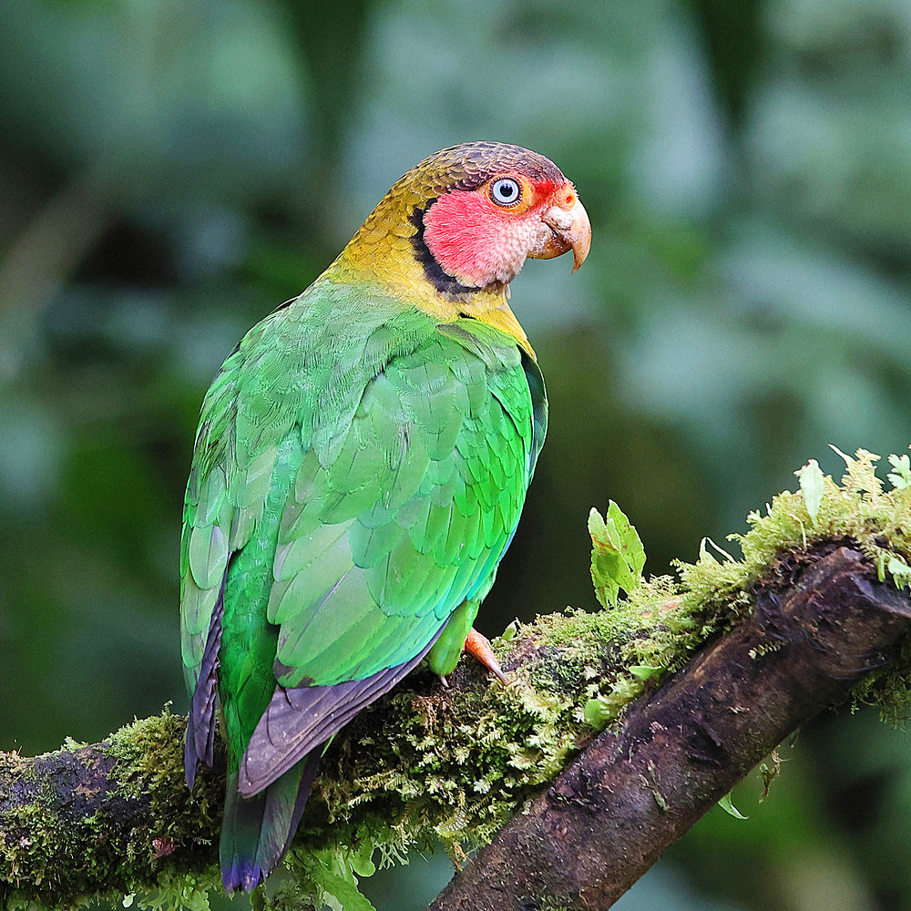 Rose-faced parrot (Pyrilia pulchra) on a branch, Equatorial Andean Forest, Ecuador, South America