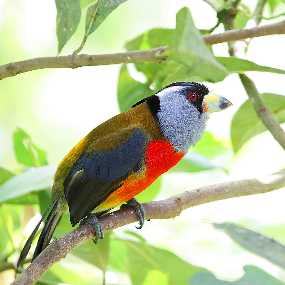 Toucan Barbet (Semnornis ramphastinus) male adult in breeding season perched on a branch in the forest. Ecuador South of America