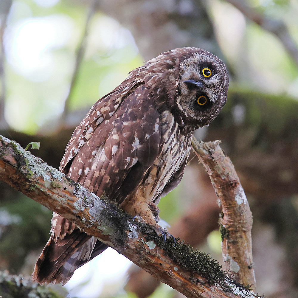 Short-eared owl (Asio flammeus galapagoensis) perched on a branch leaning its head to one side. Santa Cruz Island. Galapagos NP. Ecuador