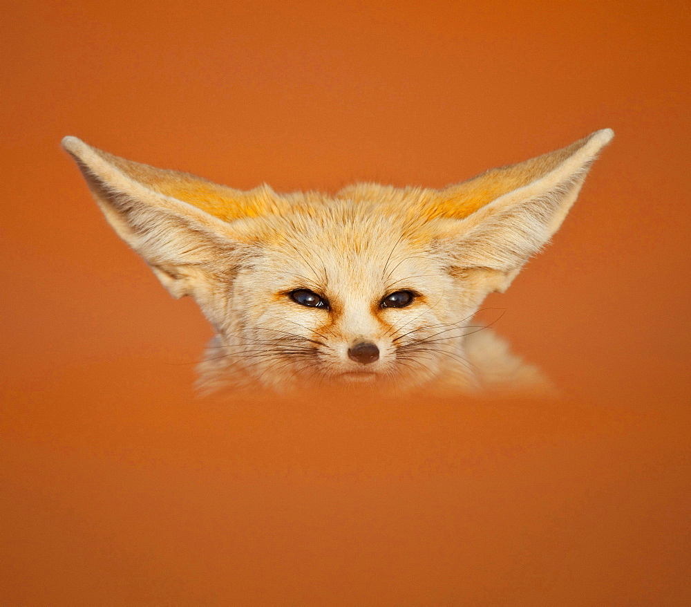 fennec fox desert fox sitting in orange brown desert dune sand outdoors single animal head portrait funny animals Morocco North Africa Africa