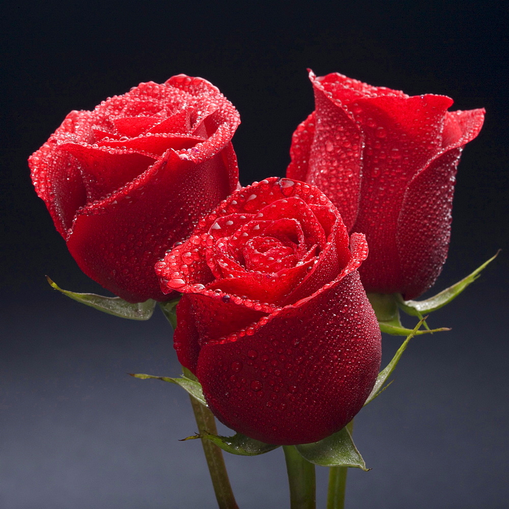 rose red roses blossoms 03 close up view still life