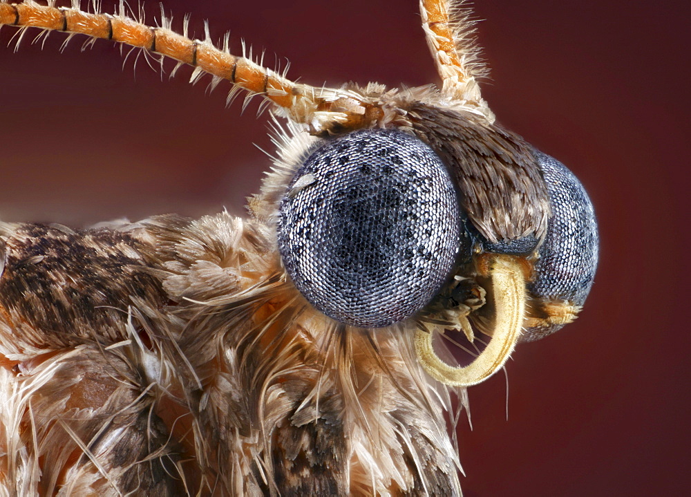 winter moth portrait Germany Europe