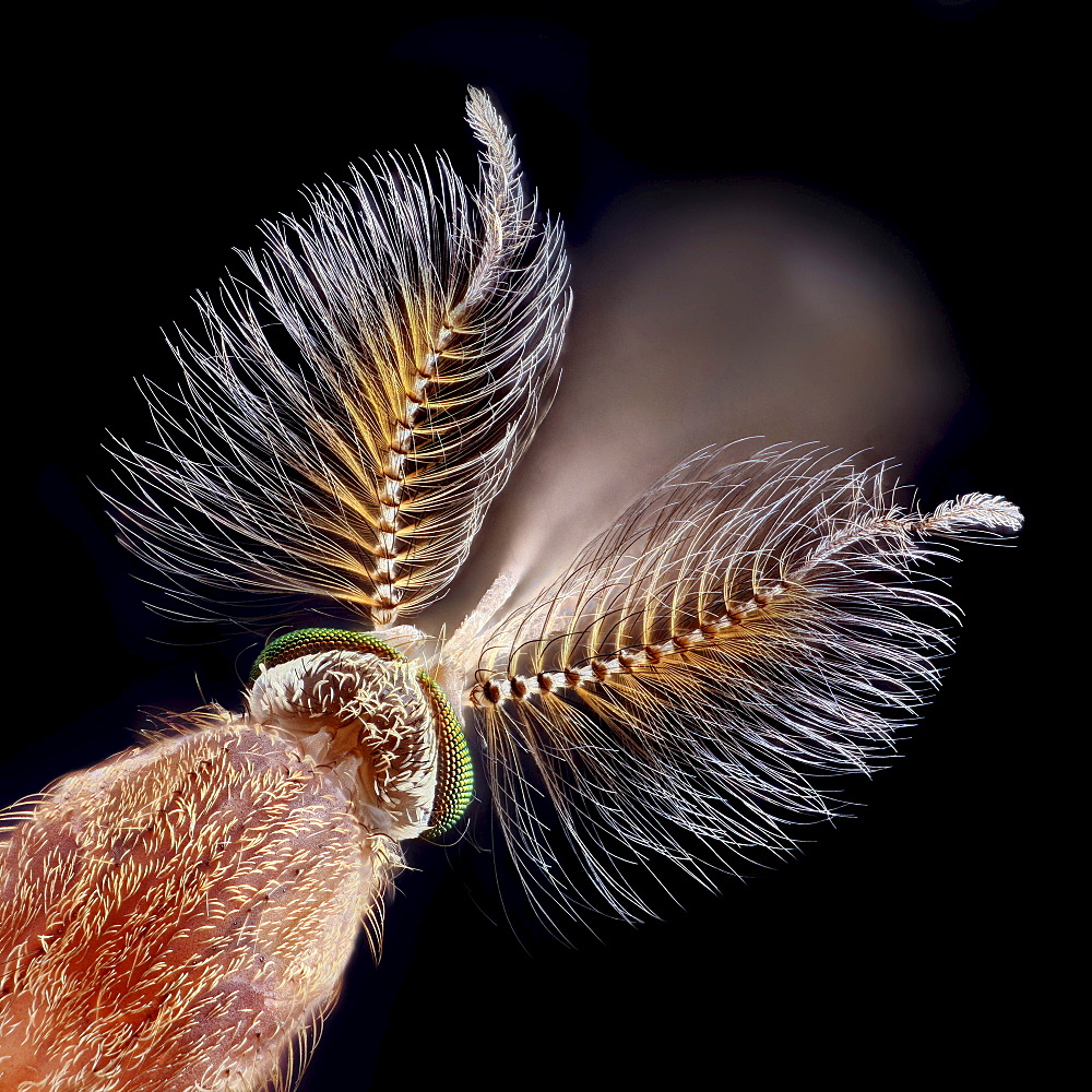 mosquitoes male head thorax with antennae Germany Europe