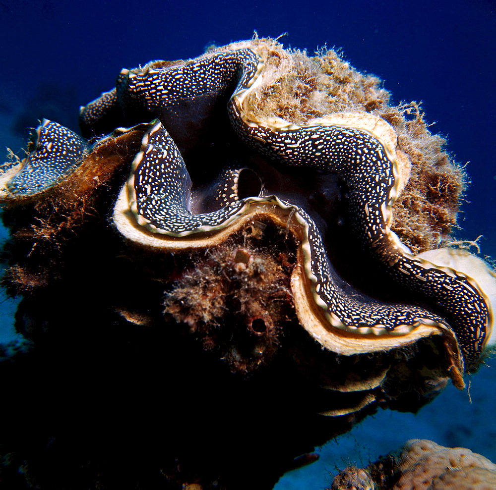 small giant clam or maxima clam giant clam Red Sea