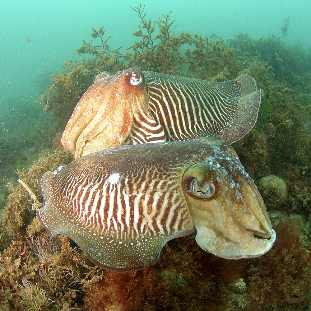 Common Cuttlefish (Sepia officinalis). Pair amongst seaweed, on seabed.
Babbacombe, Torquay, South Devon, UK.
