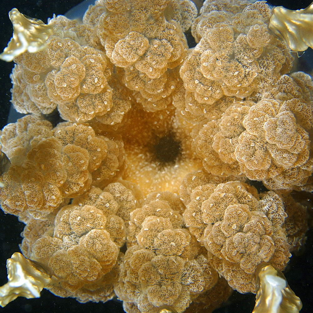 Jellyfish (Mastigias sp.), Palau, Caroline Islands, Micronesia, Pacific Ocean, Pacific