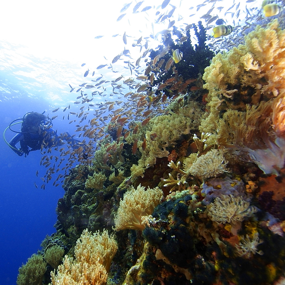 Female scuba diver explores coral reef, Verde Island, Philippines, Southeast Asia, Asia