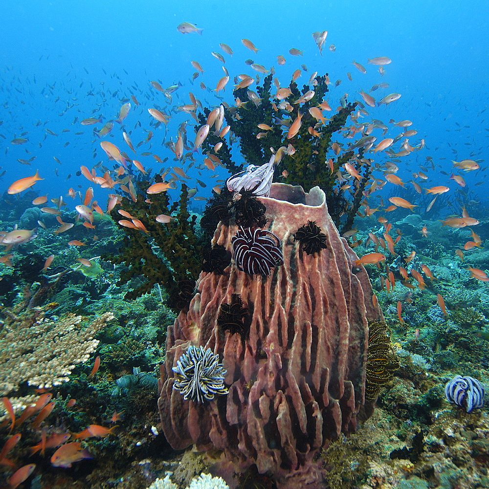 Thousands of scalefin anthias (Pseudanthias squamipinnis), hovering over corals and barrel sponge, Puerto Galera, Mindoro, Philippines, Southeast Asia, Asia