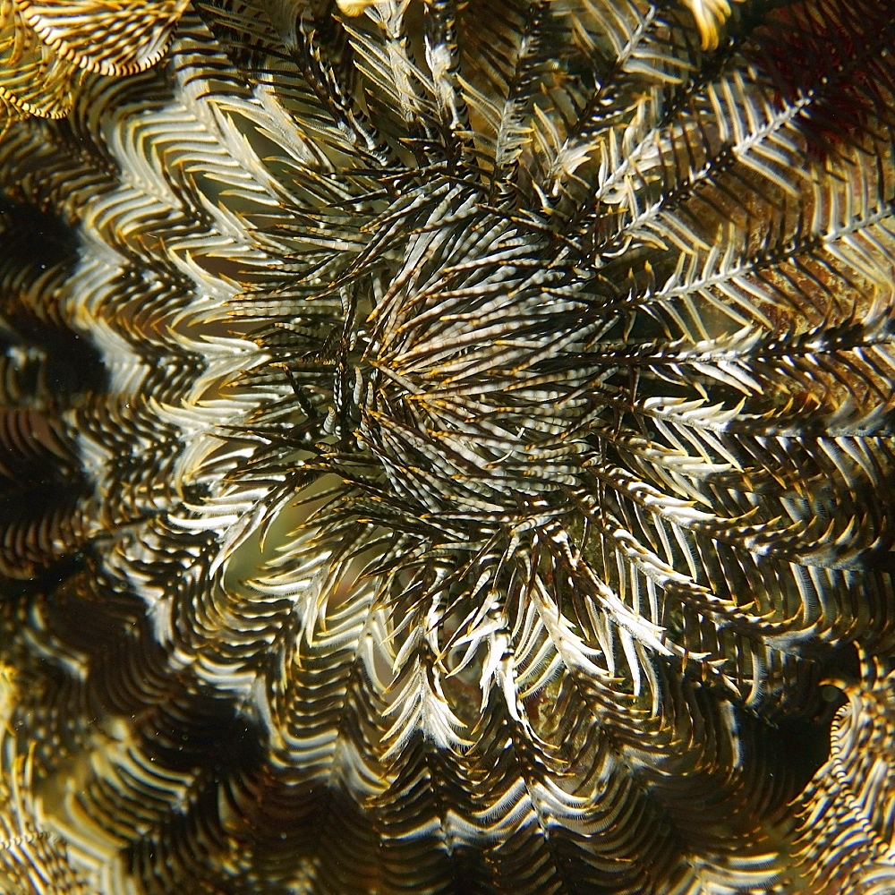 Feather star (Comanthina schlegelii), Small La Laguna, Puerto Galera, Mindoro, Philippines, Southeast Asia, Asia