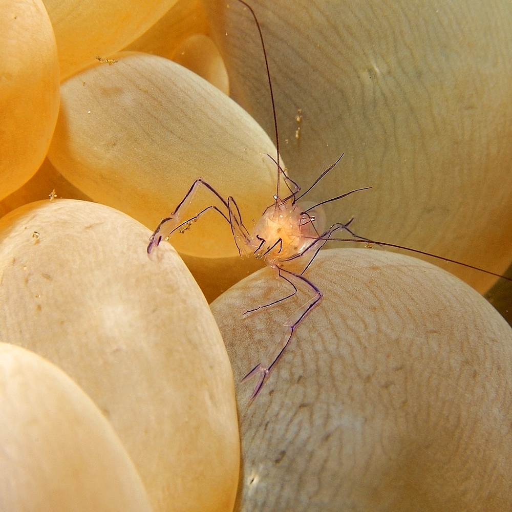 Bubble coral shrimp (Vir philippinensis) on bubble coral (Plerogyra sinuosa),  Dumaguete, Negros Island, Philippines, Southeast Asia, Asia