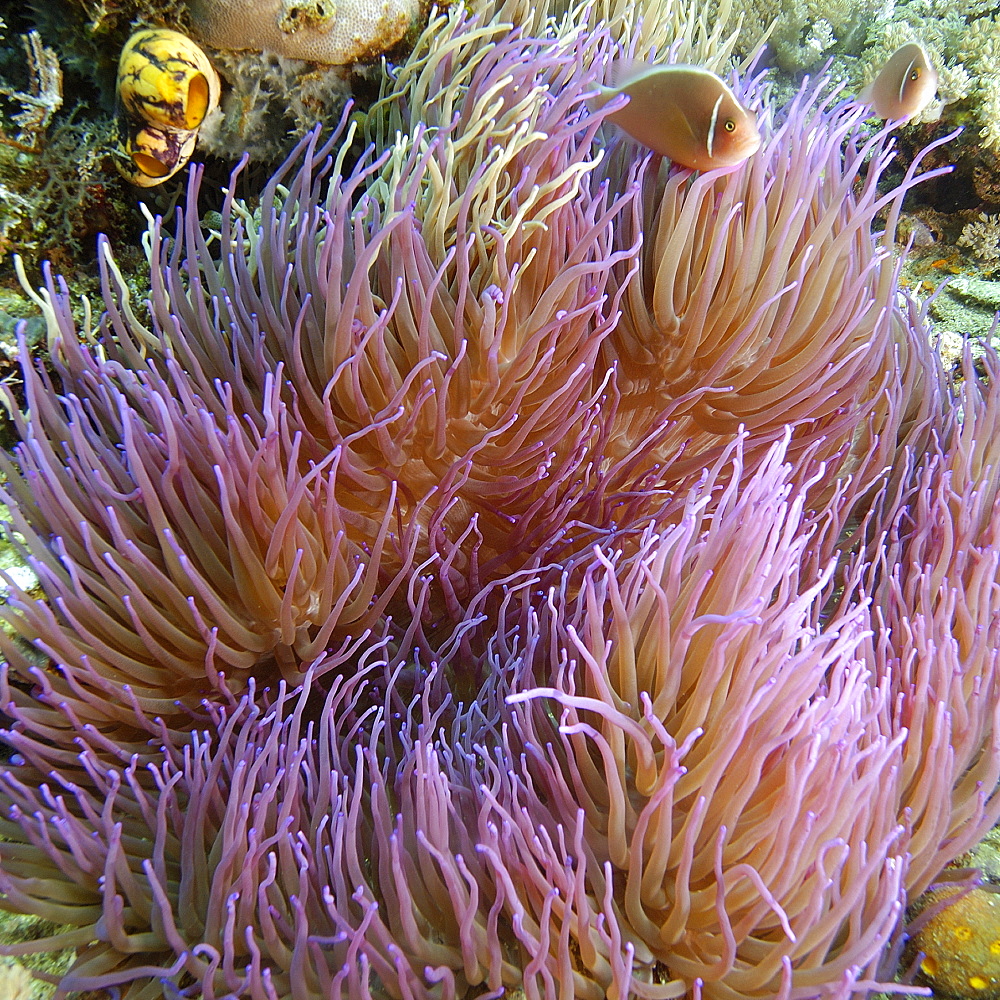 Pink anemone fish (Amphiprion perideraion) and magnificent sea anemone (Heteractis magnifica), Puerto Galera, Mindoro, Philippines, Southeast Asia, Asia